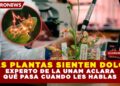 ¿LAS PLANTAS SIENTEN DOLOR? EXPERTO DE LA UNAM ACLARA QUÉ PASA CUANDO LES HABLAS