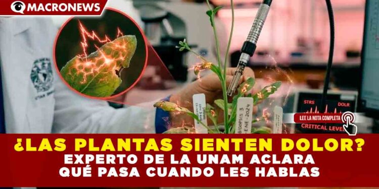 ¿LAS PLANTAS SIENTEN DOLOR? EXPERTO DE LA UNAM ACLARA QUÉ PASA CUANDO LES HABLAS
