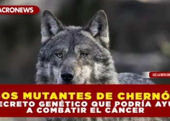 LOBOS MUTANTES DE CHERNÓBIL: EL SECRETO GENÉTICO QUE PODRÍA AYUDAR A COMBATIR EL CÁNCER
