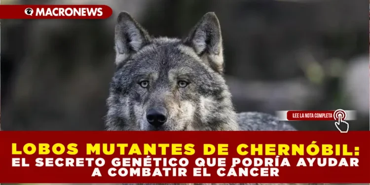 LOBOS MUTANTES DE CHERNÓBIL: EL SECRETO GENÉTICO QUE PODRÍA AYUDAR A COMBATIR EL CÁNCER