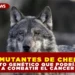 LOBOS MUTANTES DE CHERNÓBIL: EL SECRETO GENÉTICO QUE PODRÍA AYUDAR A COMBATIR EL CÁNCER