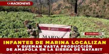 INFANTES DE MARINA LOCALIZAN Y QUEMAN VASTA PRODUCCIÓN DE AMAPOLA EN LA SIERRA DE NAYARIT