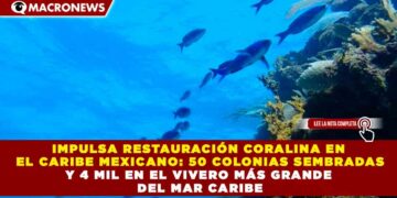 CONANP IMPULSA RESTAURACIÓN CORALINA EN EL CARIBE MEXICANO: 50 COLONIAS SEMBRADAS Y 4 MIL EN EL VIVERO MÁS GRANDE DEL MAR CARIBE