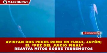 AVISTAN DOS PECES REMO EN FUKUI, JAPÓN; EL “PEZ DEL JUICIO FINAL” REAVIVA MITOS SOBRE TERREMOTOS