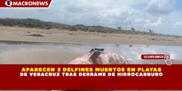 APARECEN 3 DELFINES MUERTOS EN PLAYAS DE VERACRUZ TRAS DERRAME DE HIDROCARBURO