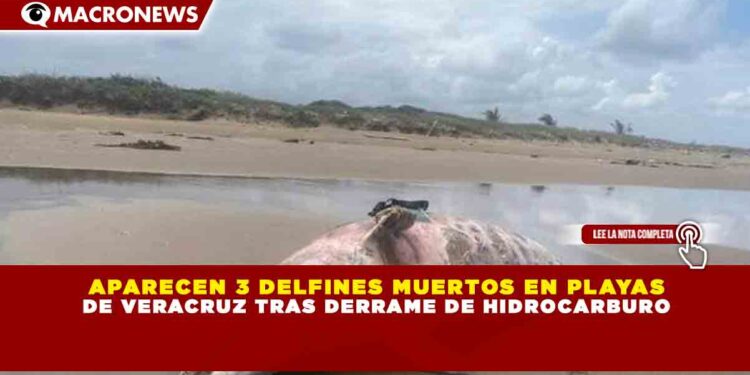 APARECEN 3 DELFINES MUERTOS EN PLAYAS DE VERACRUZ TRAS DERRAME DE HIDROCARBURO