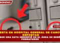 ALERTA EN HOSPITAL GENERAL DE CANCÚN: REPORTAN QUE UNA RATA IRRUMPIÓ EN EL ÁREA DE BEBÉS PREMATUROS