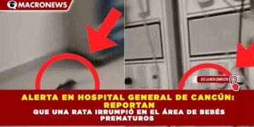 ALERTA EN HOSPITAL GENERAL DE CANCÚN: REPORTAN QUE UNA RATA IRRUMPIÓ EN EL ÁREA DE BEBÉS PREMATUROS