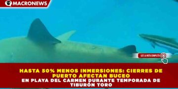 HASTA 50% MENOS INMERSIONES: CIERRES DE PUERTO AFECTAN BUCEO EN PLAYA DEL CARMEN DURANTE TEMPORADA DE TIBURÓN TORO