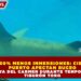 HASTA 50% MENOS INMERSIONES: CIERRES DE PUERTO AFECTAN BUCEO EN PLAYA DEL CARMEN DURANTE TEMPORADA DE TIBURÓN TORO