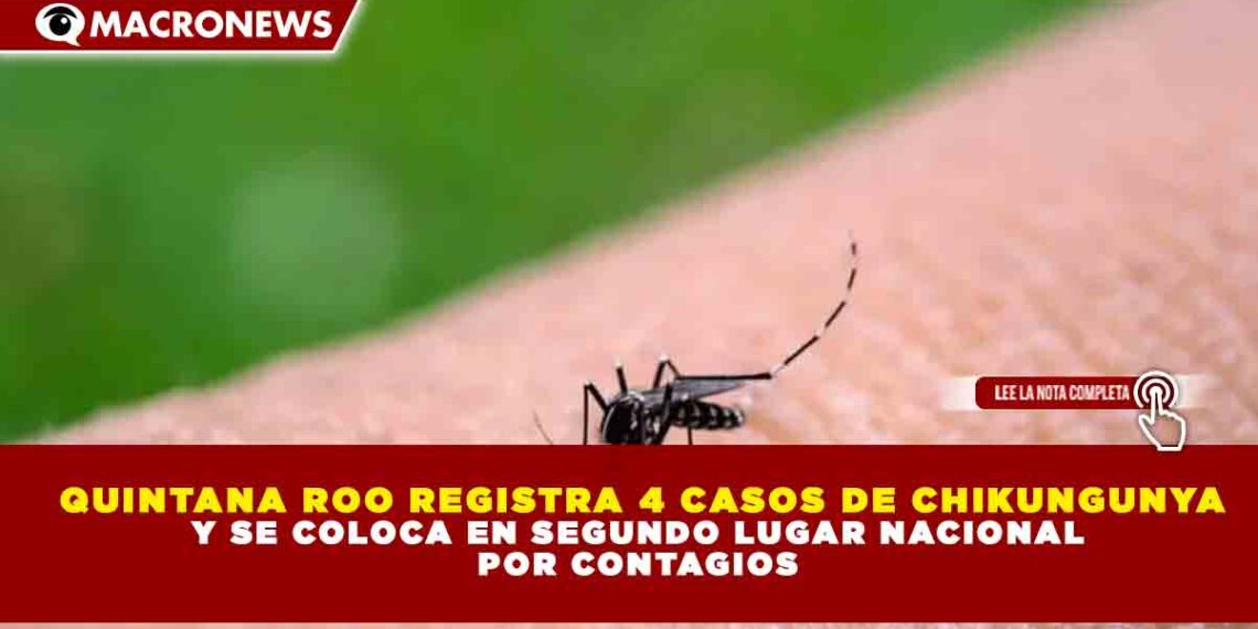 QUINTANA ROO REGISTRA 4 CASOS DE CHIKUNGUNYA Y SE COLOCA EN SEGUNDO LUGAR NACIONAL POR CONTAGIOS