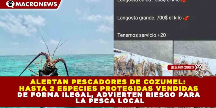 ALERTAN PESCADORES DE COZUMEL: HASTA 2 ESPECIES PROTEGIDAS VENDIDAS DE FORMA ILEGAL, ADVIERTEN RIESGO PARA LA PESCA LOCAL