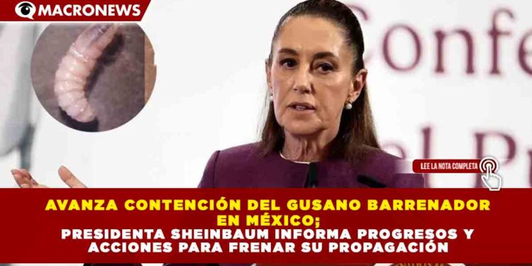 AVANZA CONTENCIÓN DEL GUSANO BARRENADOR EN MÉXICO; PRESIDENTA SHEINBAUM INFORMA PROGRESOS Y ACCIONES PARA FRENAR SU PROPAGACIÓN