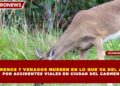 AL MENOS 7 VENADOS MUEREN EN LO QUE VA DEL AÑO POR ACCIDENTES VIALES EN CIUDAD DEL CARMEN