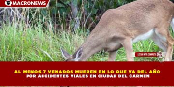 AL MENOS 7 VENADOS MUEREN EN LO QUE VA DEL AÑO POR ACCIDENTES VIALES EN CIUDAD DEL CARMEN