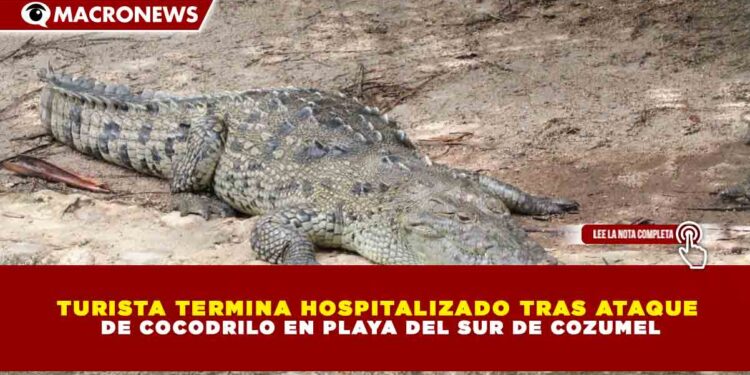 TURISTA TERMINA HOSPITALIZADO TRAS ATAQUE DE COCODRILO EN PLAYA DEL SUR DE COZUMEL
