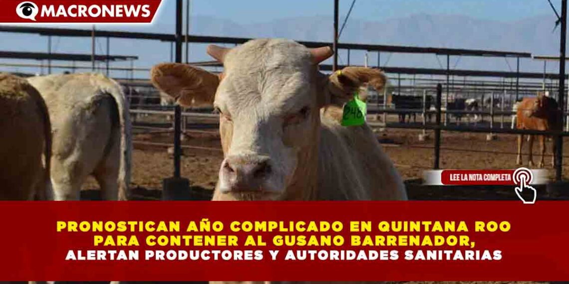 PRONOSTICAN AÑO COMPLICADO EN QUINTANA ROO PARA CONTENER AL GUSANO BARRENADOR, ALERTAN PRODUCTORES Y AUTORIDADES SANITARIAS