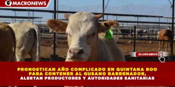 PRONOSTICAN AÑO COMPLICADO EN QUINTANA ROO PARA CONTENER AL GUSANO BARRENADOR, ALERTAN PRODUCTORES Y AUTORIDADES SANITARIAS