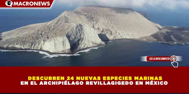 DESCUBREN 24 NUEVAS ESPECIES MARINAS EN EL ARCHIPIÉLAGO REVILLAGIGEDO EN MÉXICO