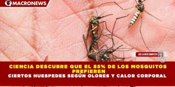 CIENCIA DESCUBRE QUE EL 85% DE LOS MOSQUITOS PREFIEREN CIERTOS HUESPEDES SEGÚN OLORES Y CALOR CORPORAL