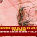 CIENCIA DESCUBRE QUE EL 85% DE LOS MOSQUITOS PREFIEREN CIERTOS HUESPEDES SEGÚN OLORES Y CALOR CORPORAL