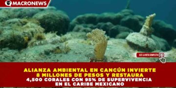 ALIANZA AMBIENTAL EN CANCÚN INVIERTE  8 MILLONES DE PESOS Y RESTAURA  4,500 CORALES CON 95% DE SUPERVIVENCIA  EN EL CARIBE MEXICANO