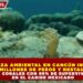 ALIANZA AMBIENTAL EN CANCÚN INVIERTE  8 MILLONES DE PESOS Y RESTAURA  4,500 CORALES CON 95% DE SUPERVIVENCIA  EN EL CARIBE MEXICANO