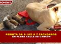 PERRITA DA A LUZ A 7 CACHORROS EN PLENA CALLE DE CANCÚN
