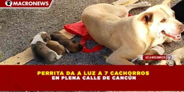 PERRITA DA A LUZ A 7 CACHORROS EN PLENA CALLE DE CANCÚN
