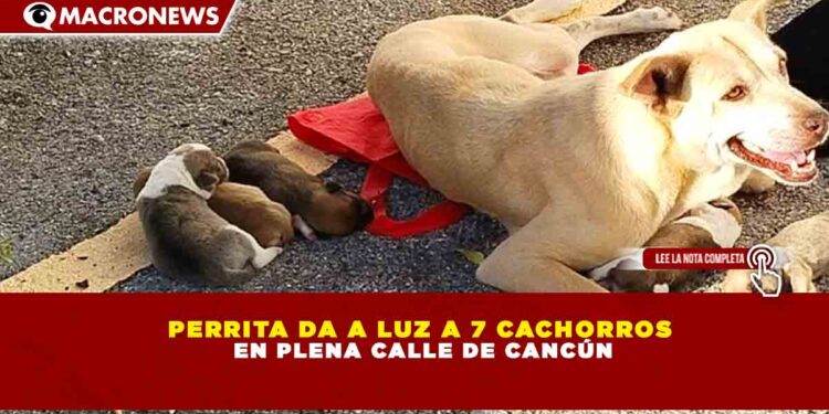 PERRITA DA A LUZ A 7 CACHORROS EN PLENA CALLE DE CANCÚN