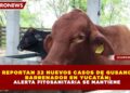 REPORTAN 22 NUEVOS CASOS DE GUSANO BARRENADOR EN YUCATÁN; ALERTA FITOSANITARIA SE MANTIENE