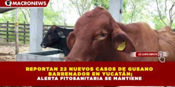 REPORTAN 22 NUEVOS CASOS DE GUSANO BARRENADOR EN YUCATÁN; ALERTA FITOSANITARIA SE MANTIENE