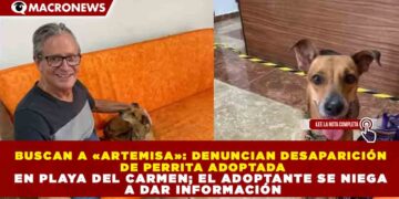 BUSCAN A «ARTEMISA»: DENUNCIAN DESAPARICIÓN DE PERRITA ADOPTADA EN PLAYA DEL CARMEN; EL ADOPTANTE SE NIEGA A DAR INFORMACIÓN