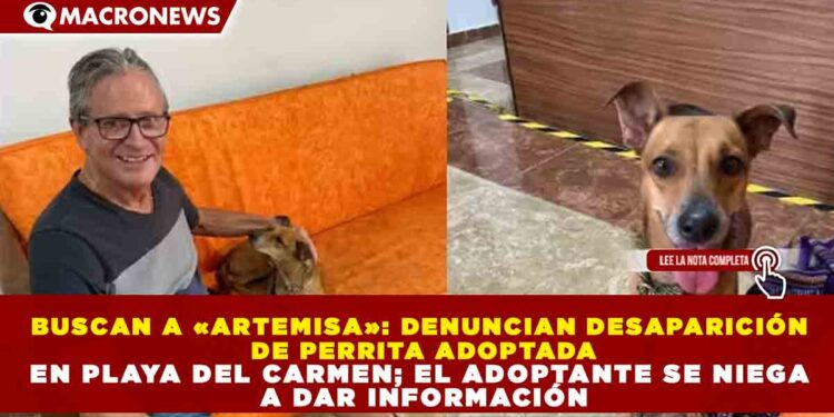 BUSCAN A «ARTEMISA»: DENUNCIAN DESAPARICIÓN DE PERRITA ADOPTADA EN PLAYA DEL CARMEN; EL ADOPTANTE SE NIEGA A DAR INFORMACIÓN