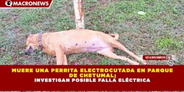 MUERE UNA PERRITA ELECTROCUTADA EN PARQUE DE CHETUMAL; INVESTIGAN POSIBLE FALLA ELÉCTRICA
