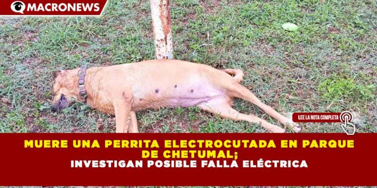 MUERE UNA PERRITA ELECTROCUTADA EN PARQUE DE CHETUMAL; INVESTIGAN POSIBLE FALLA ELÉCTRICA