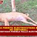 MUERE UNA PERRITA ELECTROCUTADA EN PARQUE DE CHETUMAL; INVESTIGAN POSIBLE FALLA ELÉCTRICA