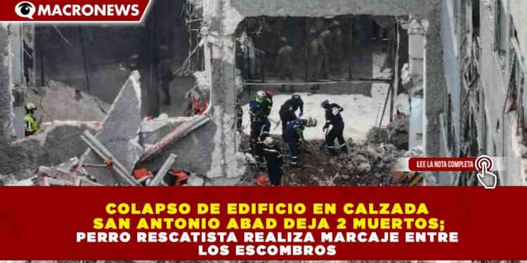COLAPSO DE EDIFICIO EN CALZADA SAN ANTONIO ABAD DEJA 2 MUERTOS; PERRO RESCATISTA REALIZA MARCAJE ENTRE LOS ESCOMBROS