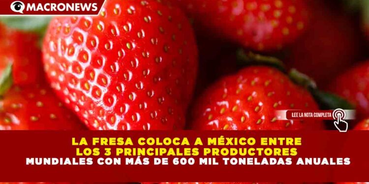LA FRESA COLOCA A MÉXICO ENTRE LOS 3 PRINCIPALES PRODUCTORES MUNDIALES CON MÁS DE 600 MIL TONELADAS ANUALES