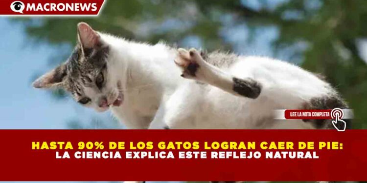 HASTA 90% DE LOS GATOS LOGRAN CAER DE PIE: LA CIENCIA EXPLICA ESTE REFLEJO NATURAL