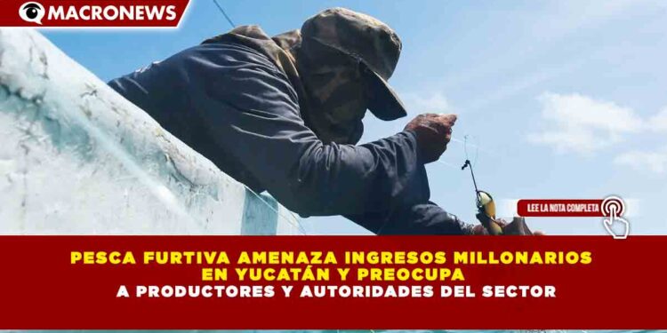 PESCA FURTIVA AMENAZA INGRESOS MILLONARIOS  EN YUCATÁN Y PREOCUPA  A PRODUCTORES Y AUTORIDADES DEL SECTOR