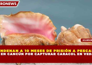 CONDENAN A 10 MESES DE PRISIÓN A PESCADOR EN CANCÚN POR CAPTURAR CARACOL EN VEDA