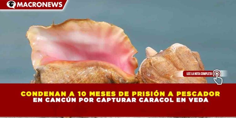 CONDENAN A 10 MESES DE PRISIÓN A PESCADOR EN CANCÚN POR CAPTURAR CARACOL EN VEDA