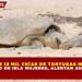 MÁS DE 12 MIL CRÍAS DE TORTUGAS MARINAS EN PELIGRO EN ISLA MUJERES, ALERTAN AUTORIDADES