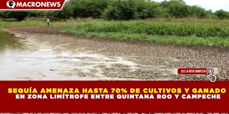 SEQUÍA AMENAZA HASTA 70% DE CULTIVOS Y GANADO  EN ZONA LIMÍTROFE ENTRE QUINTANA ROO Y CAMPECHE