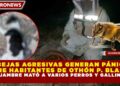 ABEJAS AGRESIVAS GENERAN PÁNICO ENTRE HABITANTES DE OTHÓN P. BLANCO; ENJAMBRE MATÓ A VARIOS PERROS Y GALLINAS