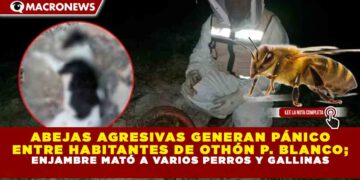ABEJAS AGRESIVAS GENERAN PÁNICO ENTRE HABITANTES DE OTHÓN P. BLANCO; ENJAMBRE MATÓ A VARIOS PERROS Y GALLINAS