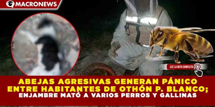 ABEJAS AGRESIVAS GENERAN PÁNICO ENTRE HABITANTES DE OTHÓN P. BLANCO; ENJAMBRE MATÓ A VARIOS PERROS Y GALLINAS