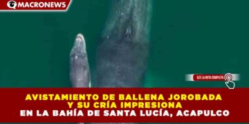 AVISTAMIENTO DE BALLENA JOROBADA Y SU CRÍA IMPRESIONA EN LA BAHÍA DE SANTA LUCÍA, ACAPULCO