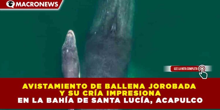 AVISTAMIENTO DE BALLENA JOROBADA Y SU CRÍA IMPRESIONA EN LA BAHÍA DE SANTA LUCÍA, ACAPULCO